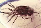 Detailed Fossil Molting Aphid (Aphidoidea) Nymph in Baltic Amber #362664-1